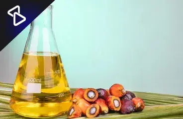 Aceite de palma, ¡todo lo que debes saber!